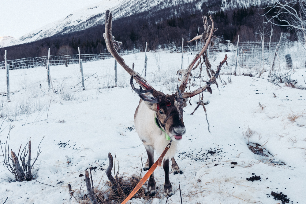 reindeer camp tamok, norway