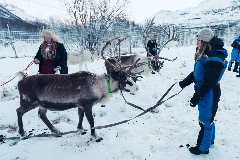 reindeer tour tromso norway