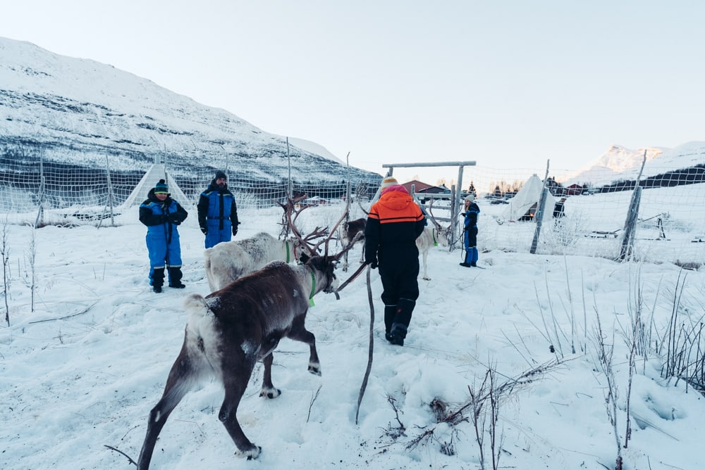 reindeer at camp tamok tromso norway