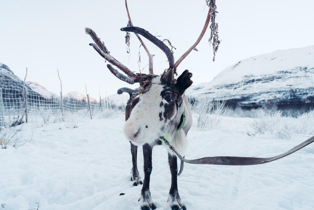 tromso reindeer farm norway