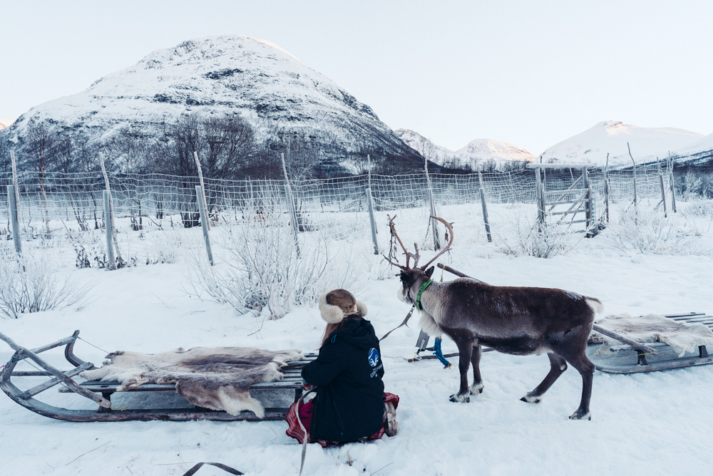 tromsø reindeer camp norway