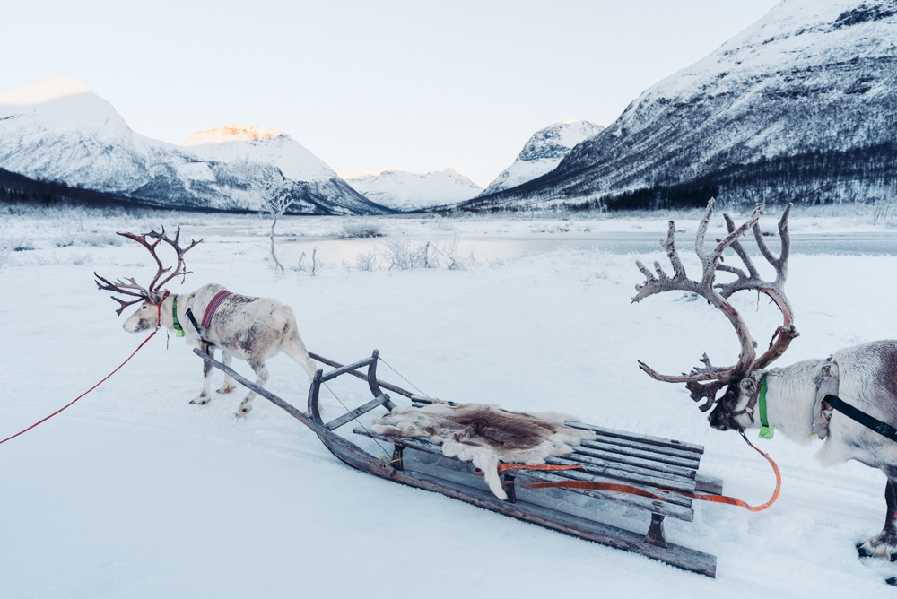 reindeer sledding in Tromsø sami tour