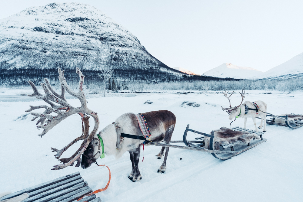 tromsø reindeer sledding