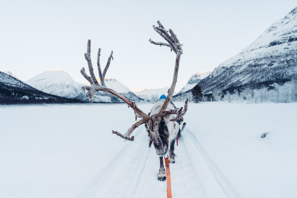 tromsø reindeer tour