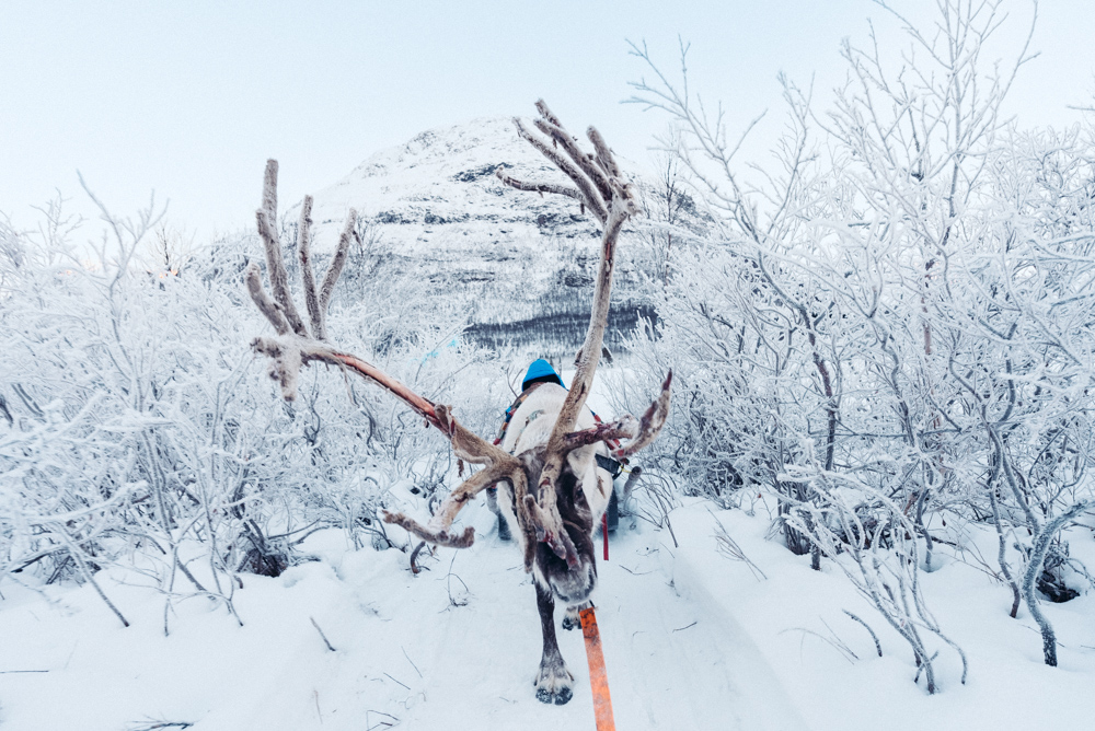 reindeer sledding sami camp tamok tromso norway