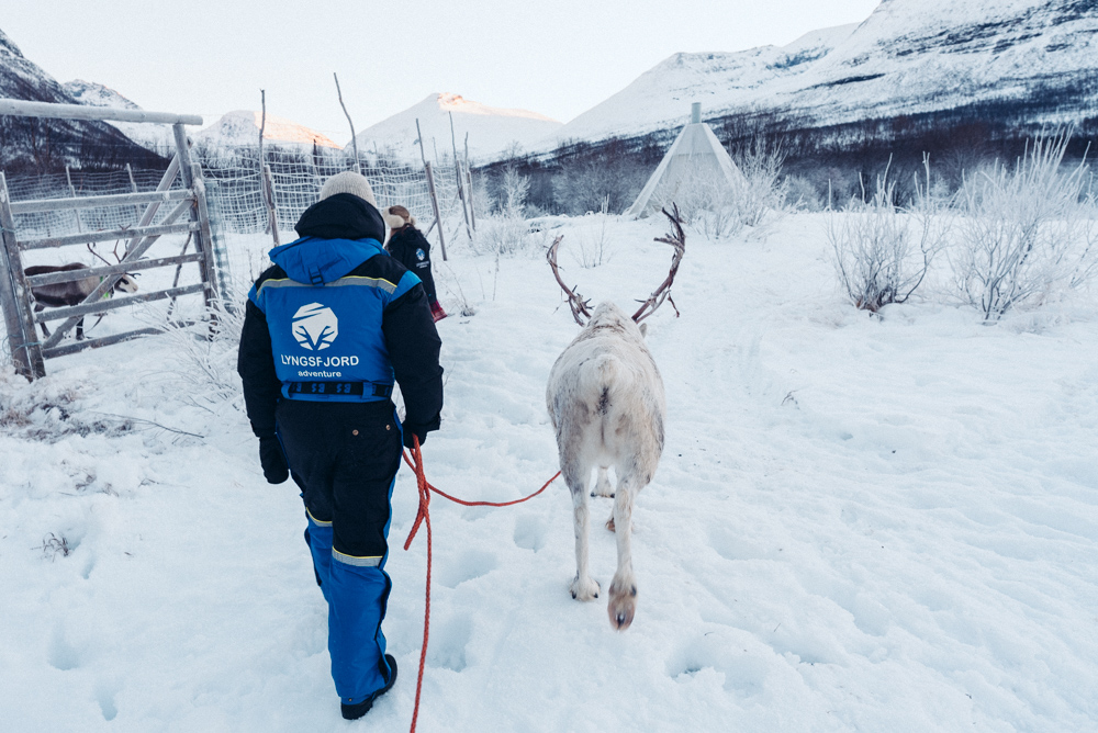 reindeer in tromso, norway