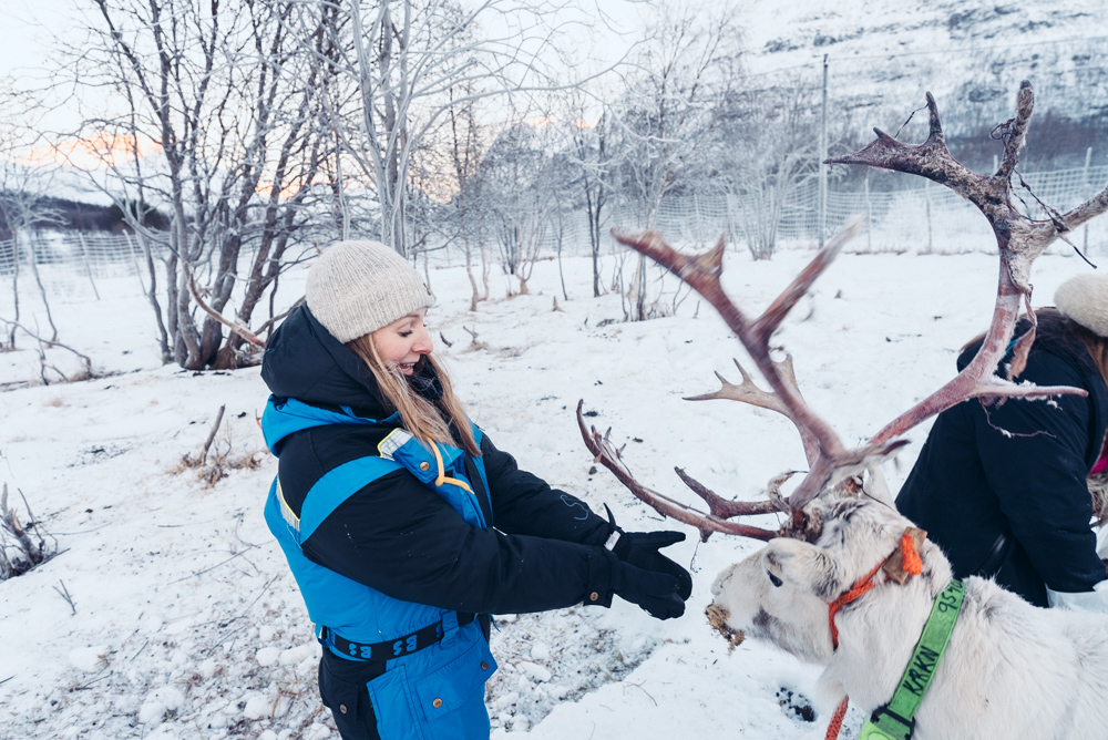 feeding reindeer at camp tamok near Tromsø, Norway