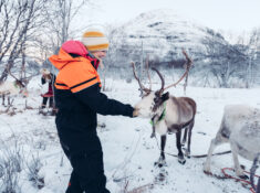 reindeer in Tromsø sami tour