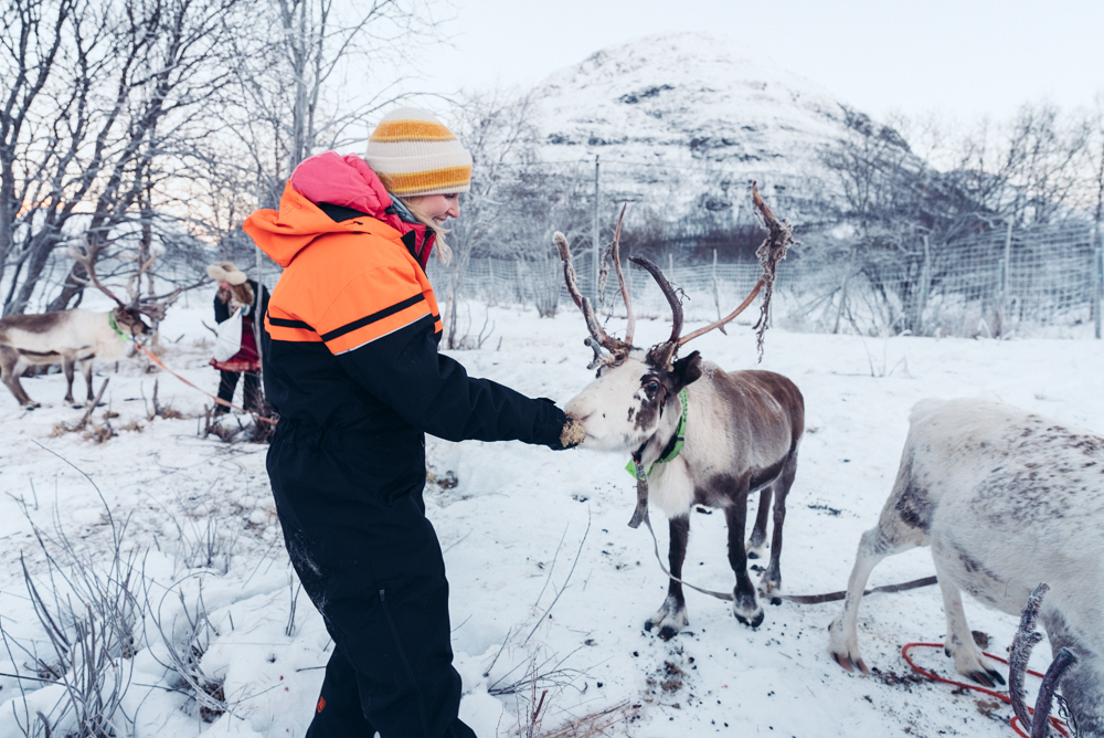 reindeer in Tromsø sami tour