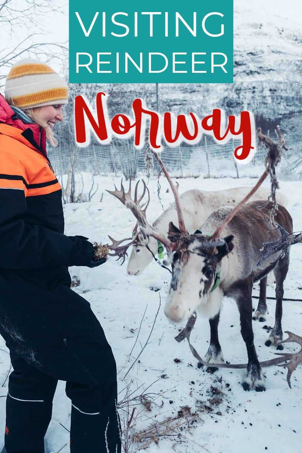 Reindeer sledding and feeding reindeer in Tromsø, Norway