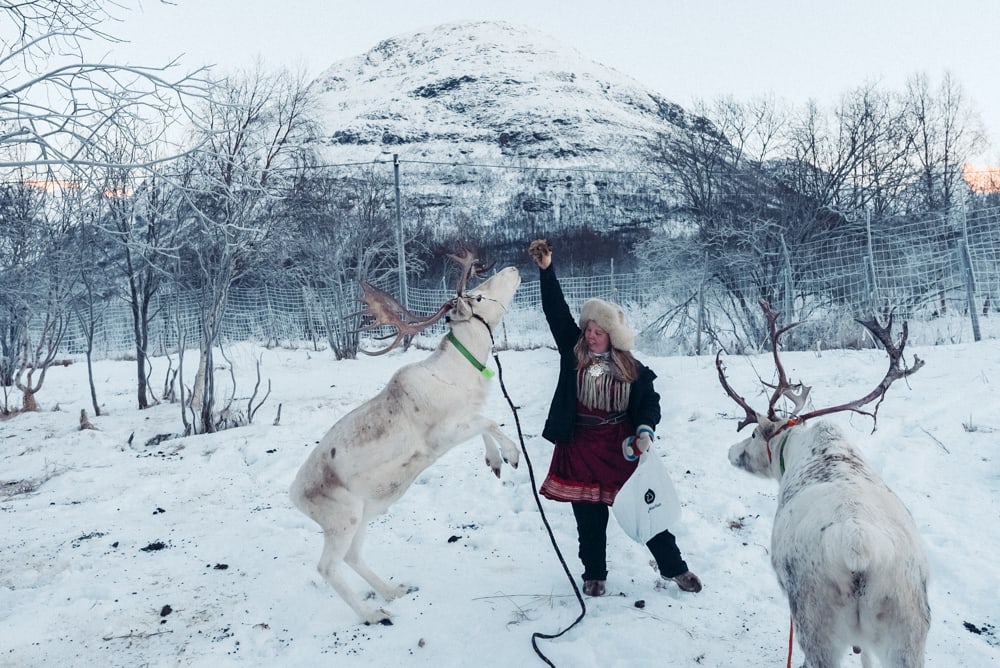feeding reindeer in tromsø, norway