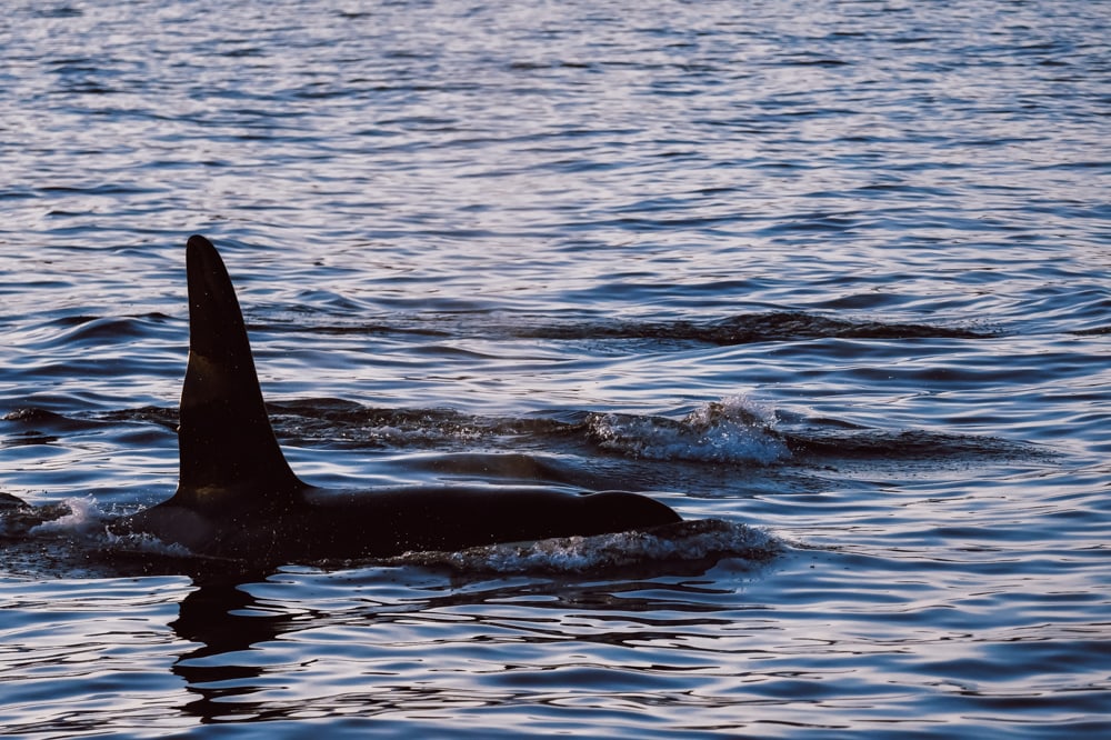 whale watching tromsø norway