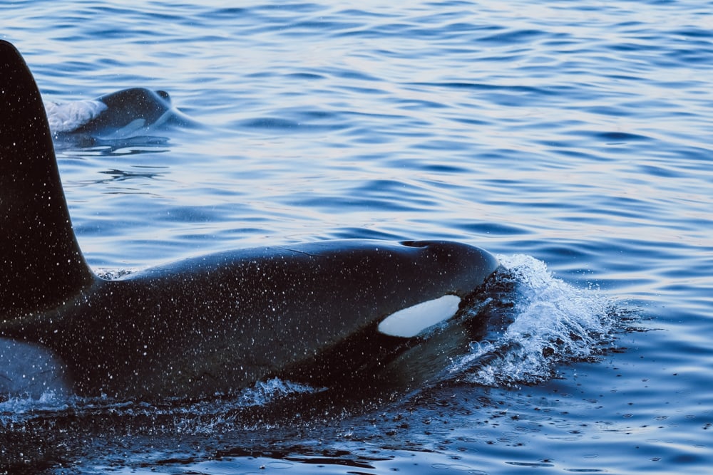 orcas in skjervøy outside of tromsø, Norway