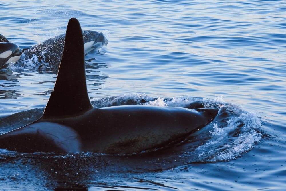 whale watching northern norway