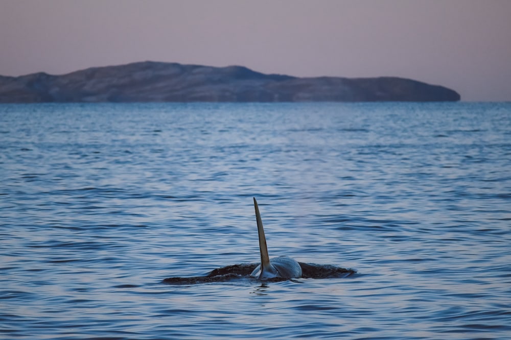 whale watching tour on brim explorer tromsø, norway