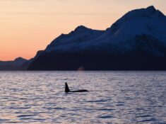 whale watching in Tromsø, Norway