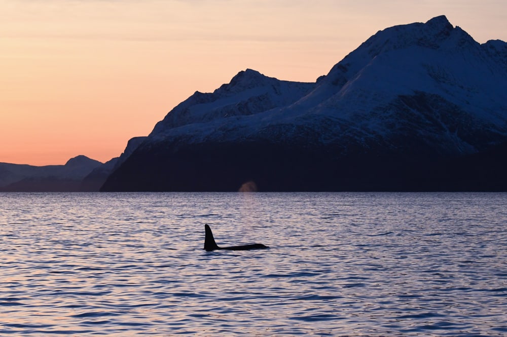 whale watching in Tromsø, Norway