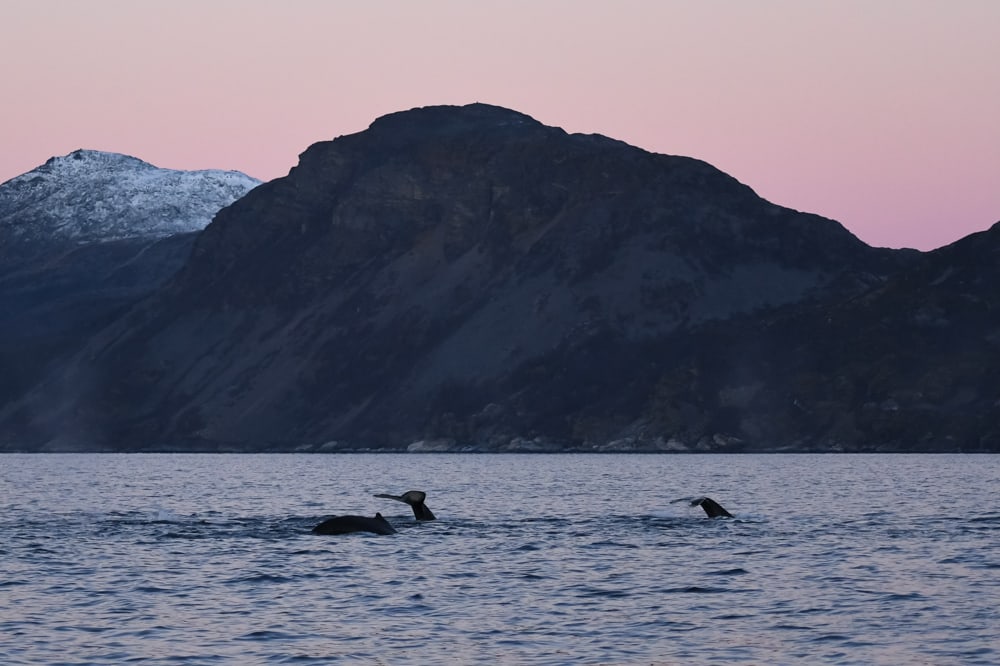 whale watching tromso norway