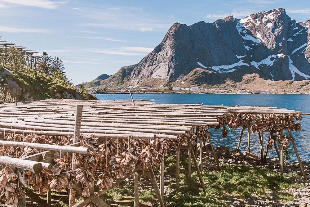 stockfish hanging in Reine, Lofoten