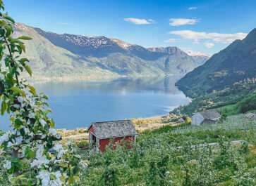 hardangerfjord Norway in May