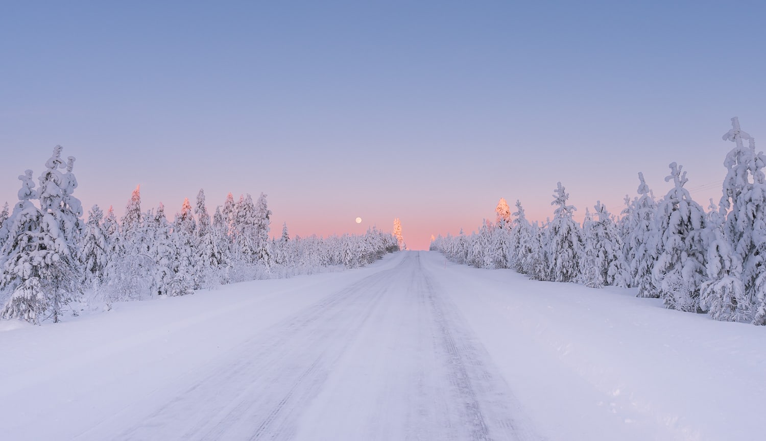 Pink skies and snowy trees in Northern finland