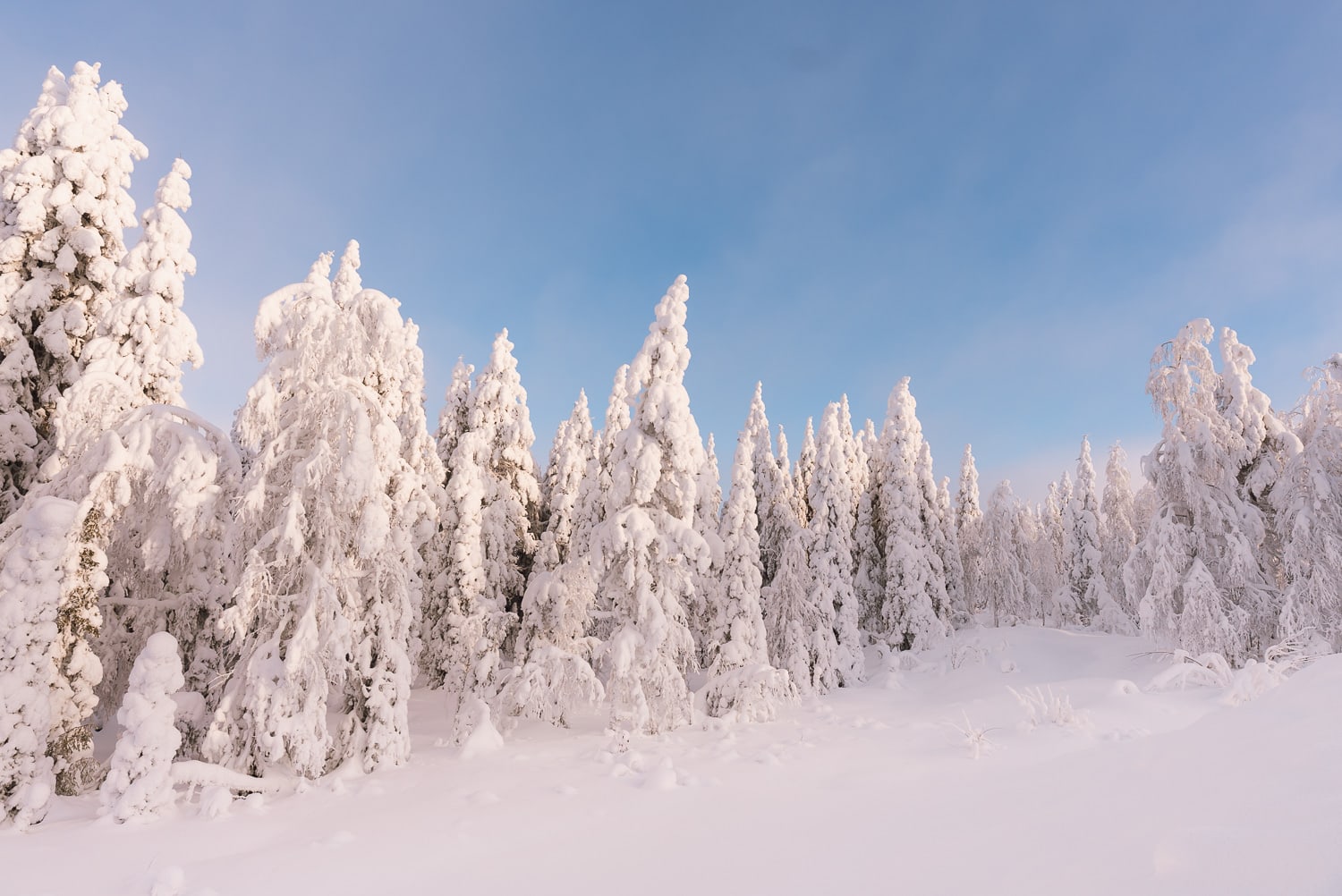 snowy trees in Finnish lapland