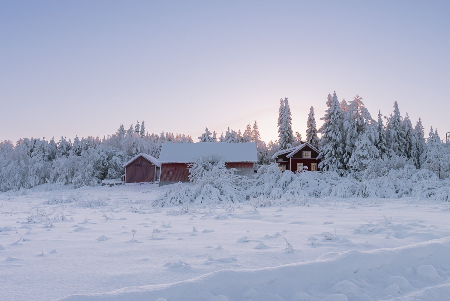 snowy trees and houses in Finland